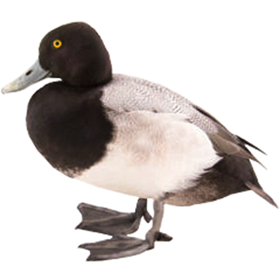 Lesser Scaup Duck